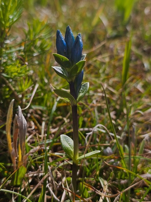 Blue Gentian (closeup by Teresa)