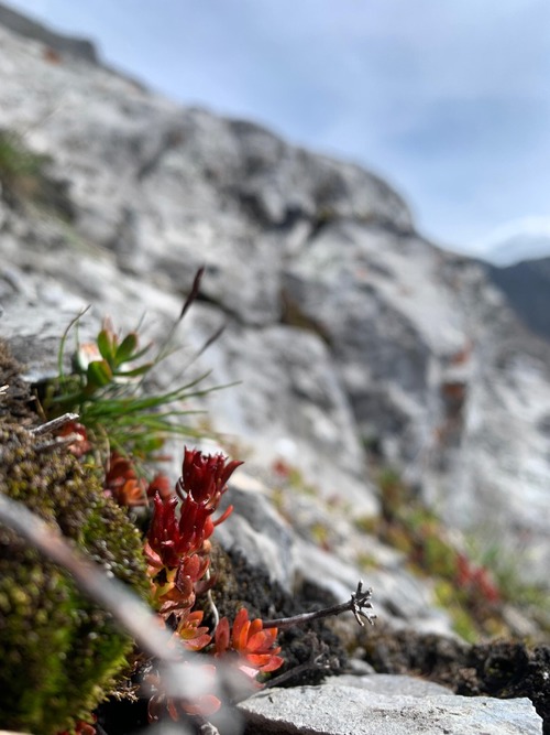 Dark Stonecrop offering color among the many rocks