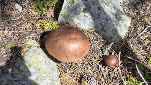 Lots of mushrooms were seen in the forested areas