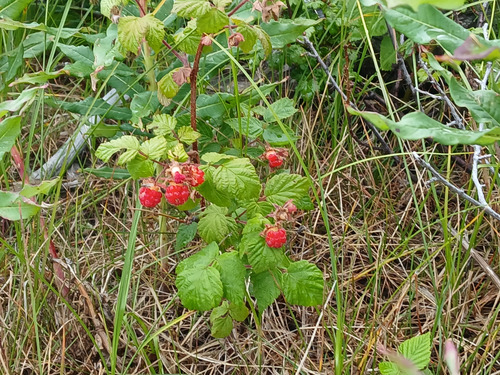 Lots of ripe berries on descent ridge clearcut area