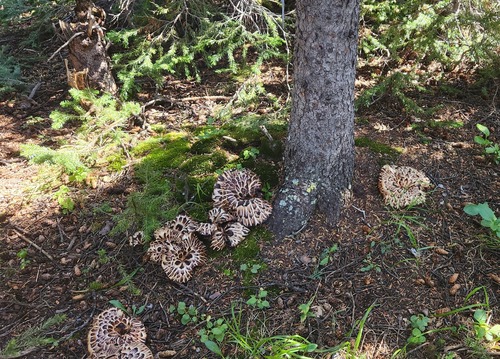 Beautiful mushroom cluster