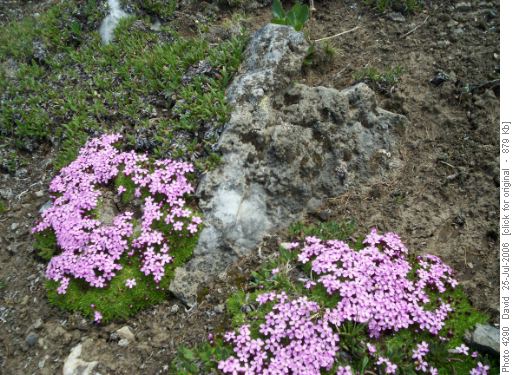 flowers in chester lake
