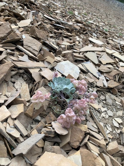 Physaria Chambersii (?) living among the shale field