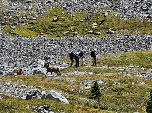 going around the bachelor herd