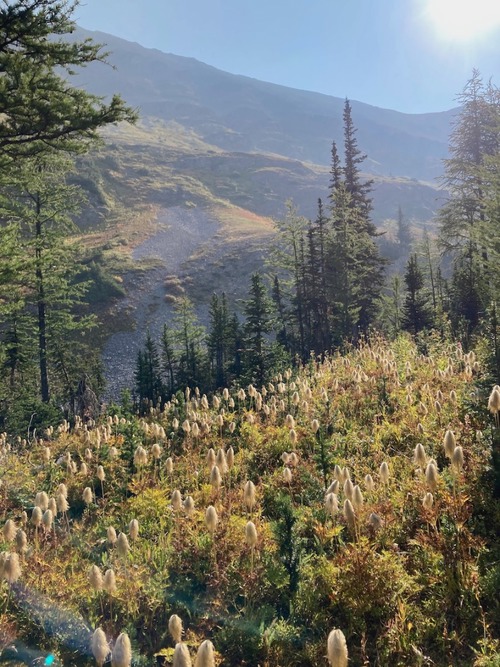 Emerging from the forest climb to the meadows below Mount Burstall