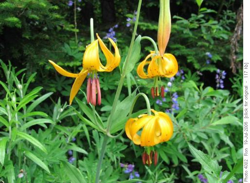 Cascades: Lilies on Sauk Mountain trail