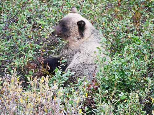 Grizzly feasting on berries