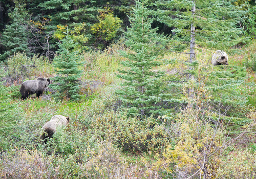 Three of a group of four grizzlies by the roadside
