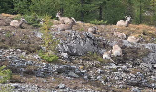 Sheep relaxing in the sun