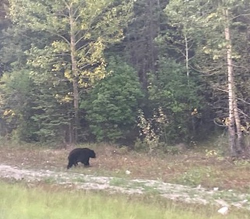 Not a BBQ attendee, seen beside Hwy 40 near Nakiska turnoff