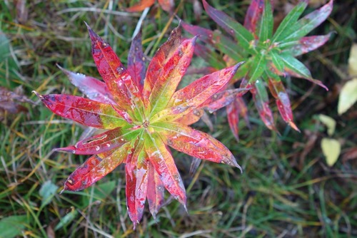 Fall