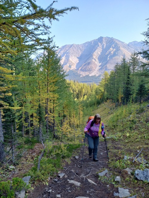 Larch season is just around the corner 