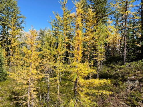 Larches starting to turn