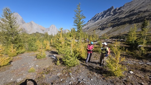 Larches just beginning to turn