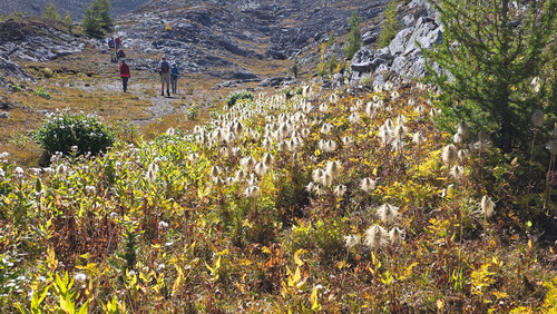 Fall colours as we ascend to the pass.