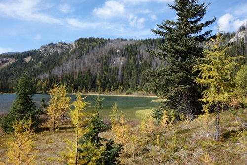 Some smaller larches at north end of Grizzly Lake