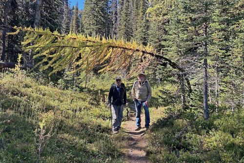 One of our first (of many) larches!