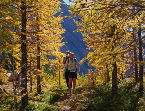 A bit of golden light in the highest larches. 