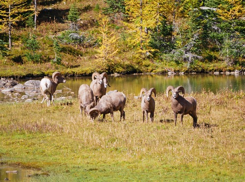 A herd of sheep greeted us at the lower tarn.