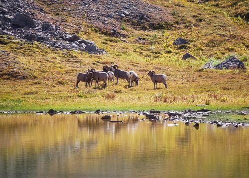 The occasional crashing of horns was heard as we watched from across the tarn.