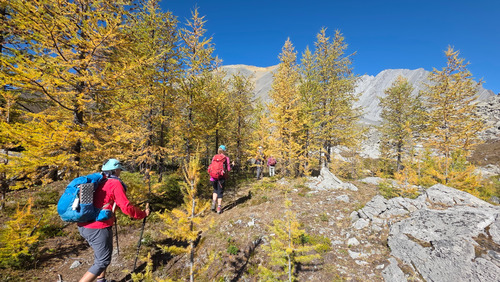 The larches were turning but still not in full colour.