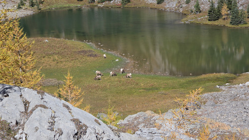 A herd of sheep near our lunch stop.