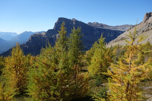 Larches with Castle behind
