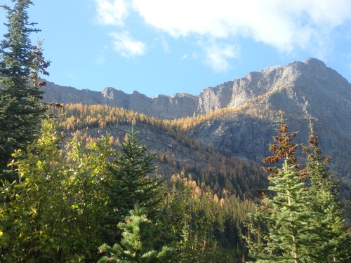 Larch on N flank of Storm Mtn.