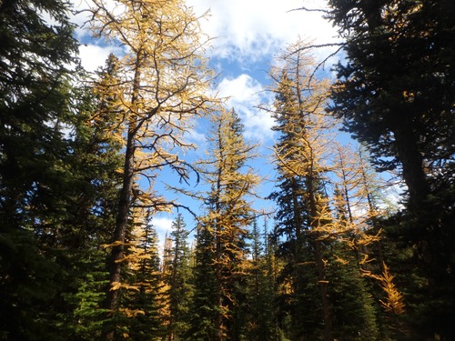 Larch and blue sky