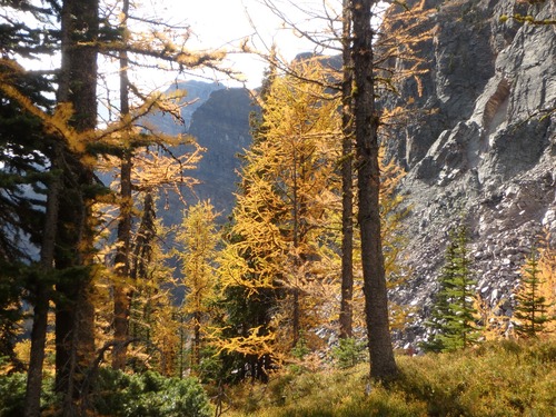 Larch on ridge