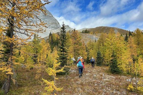 Larches and our destination finally in sight (after quite a bit of bushwhacking)