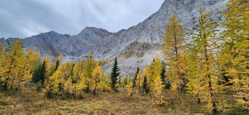 Larch forest above Running Rain Lake