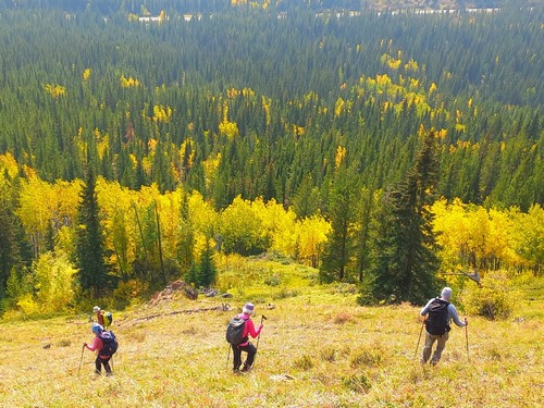 In the yellow tones competition the aspens take first prize