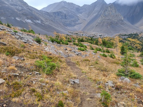 the larches are fading and the ramblers are fading into the distance
