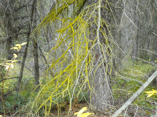 Strange tree branch adjacent to trail enroute from Taylor Lake in Banff NP