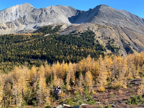 Bushwhacking through larches is lovely 