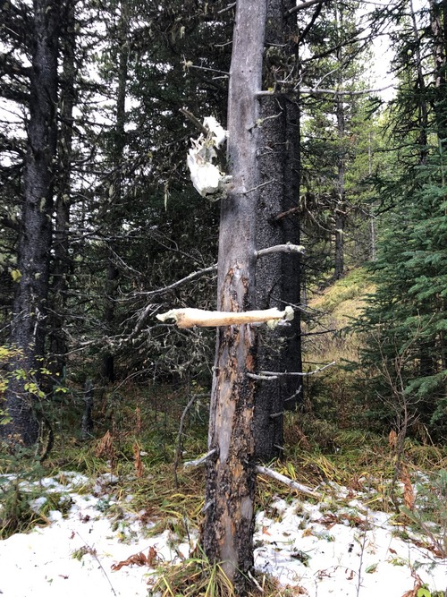 Unique start to trail marking, soon replaced with more conventional (red) flagging tape. 