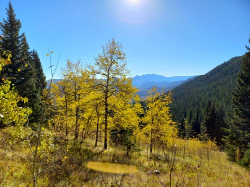 Beautiful yellow aspens