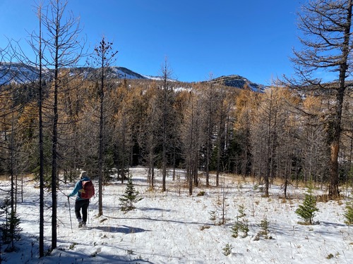 Almost back at the main trail, with the larches still displaying deep burnt gold