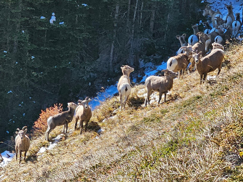 We disturbed a flock of sheep on the side of Wind Ridge