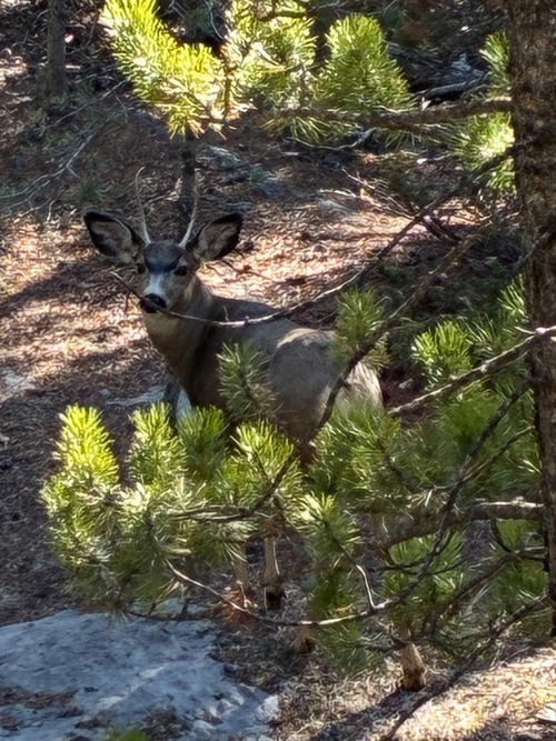 Nice spike point mule deer. 