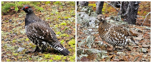 Male and female spruce grouse, reluctantly sharing the trail with us