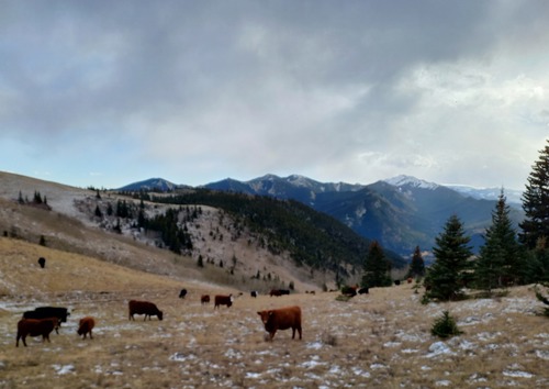 We arrived at Grass pass and found a large herd of cows peacefully doing their thing 