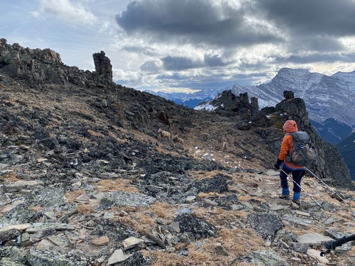 Close encounter with sheep