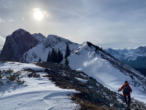 Spot the bighorn ram in the centre of the distant ridge (above the tall trees)