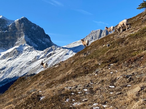 A few of the 30+ sheep that we saw