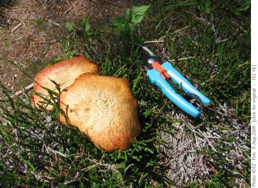 Mushrooms in Simpson Pass