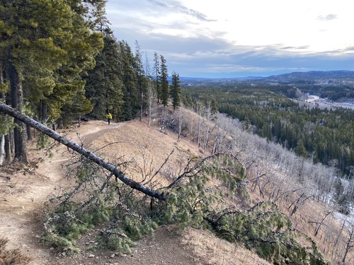 A recently downed tree obstructing the trail