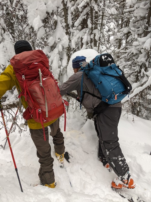 A difficult to go around tree being removed from the trail