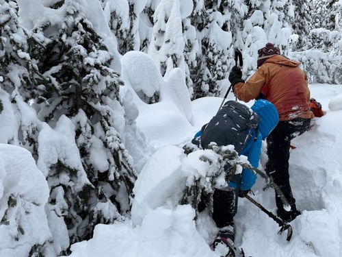 Climbing out of treewell and over one of many downed trees